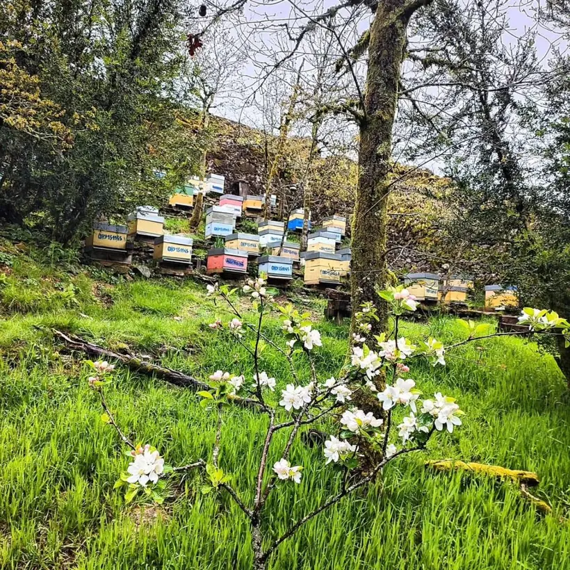 Apiario de Berce rodeado de árbores e flores